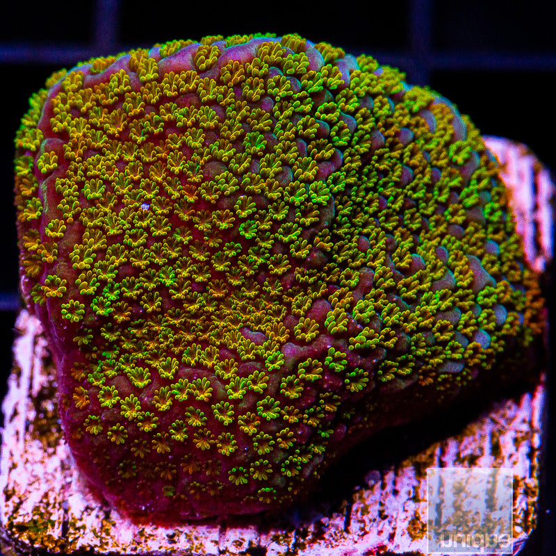 UC Rainbow Montipora-WYSIWYG