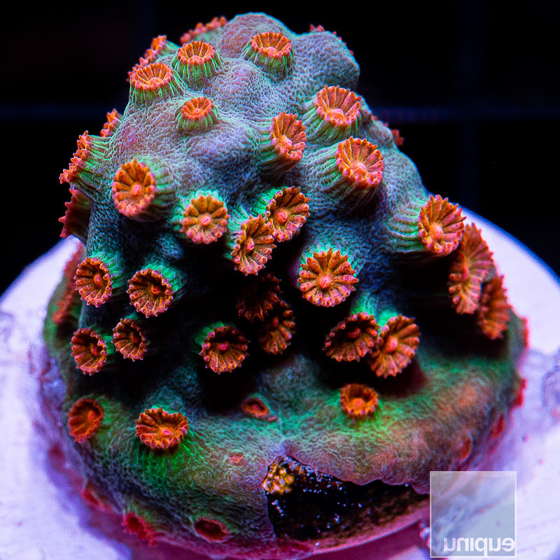 Meteor Shower Cyphastrea-WYSIWYG