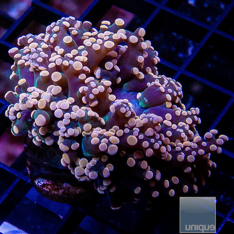 Peach and Green Octospawn-WYSIWYG