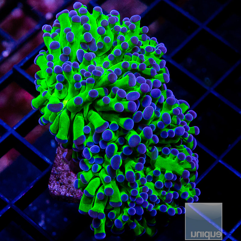 Purple Tip Frogspawn Double Head-WYSIWYG