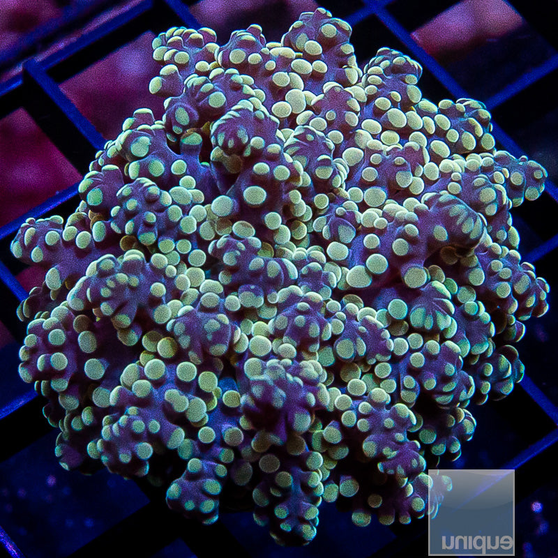Premium Octospawn-WYSIWYG