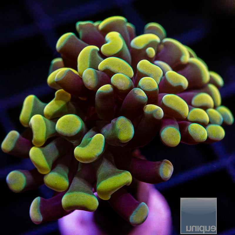 UC Gold Branching Hammer-WYSIWYG