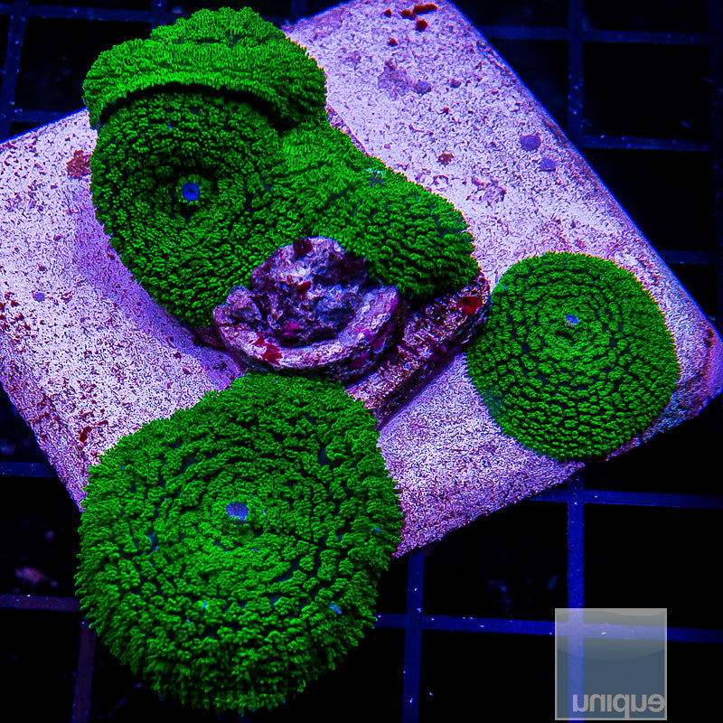 Green Pincushion Rhodactis Colony-WYSIWYG