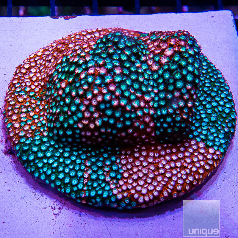 JF Fender Bender Growout Colony-WYSIWYG