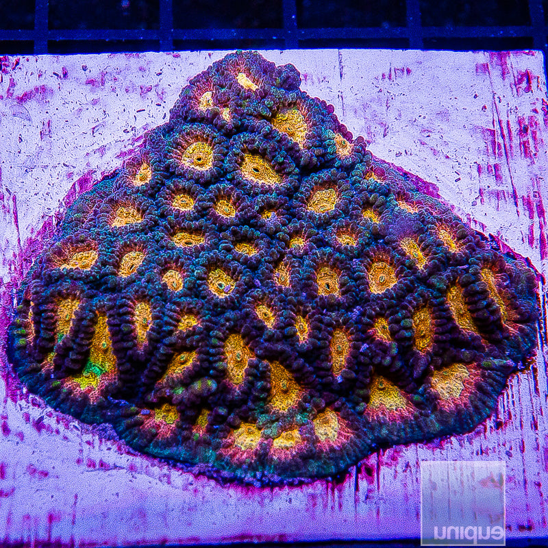 Tequila Sunrise Favia Growout Colony-WYSIWYG