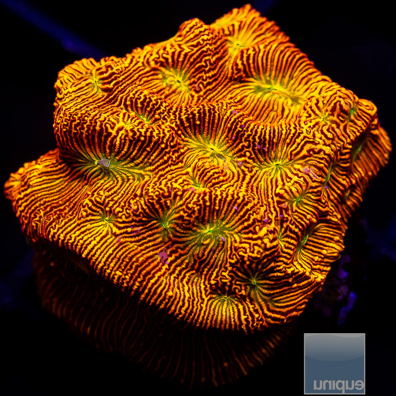 Jack O' Lantern Leptoseris-WYSIWYG