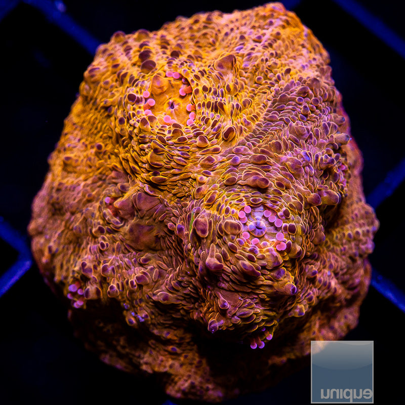 Orange Echinata-WYSIWYG