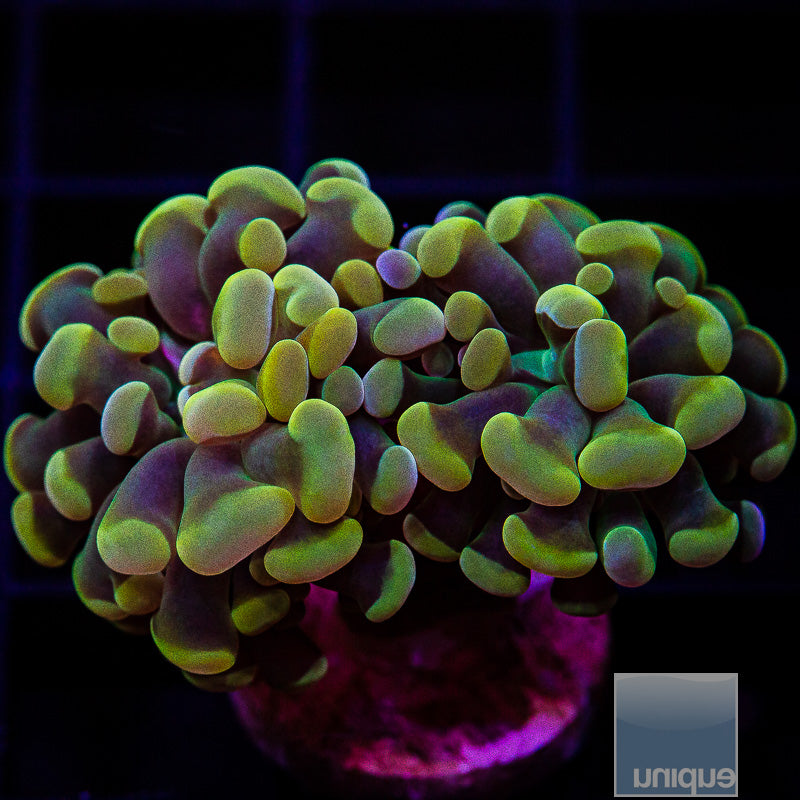 UC Rainbow Branching Hammer Double Head-WYSIWYG