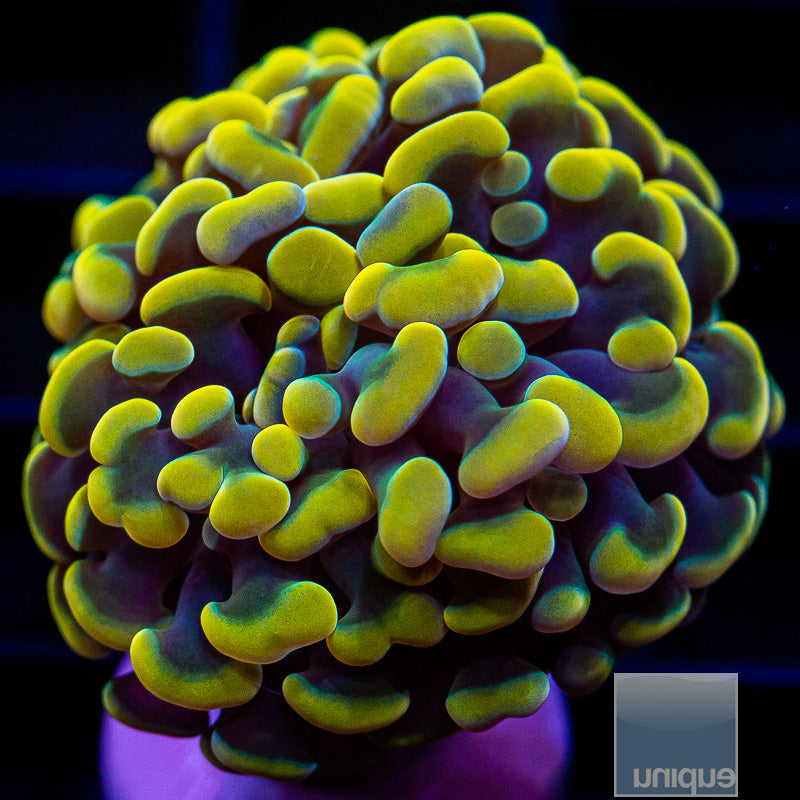UC Rainbow Branching Hammer-WYSIWYG