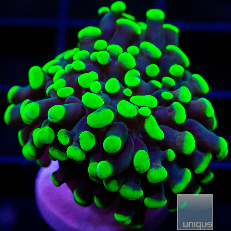 Green Tip Branching Hammer-WYSIWYG