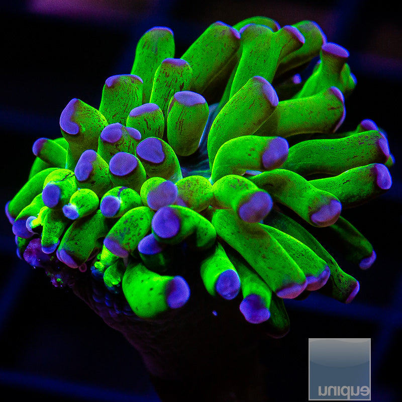 Purple Tip Branching Hammer-WYSIWYG