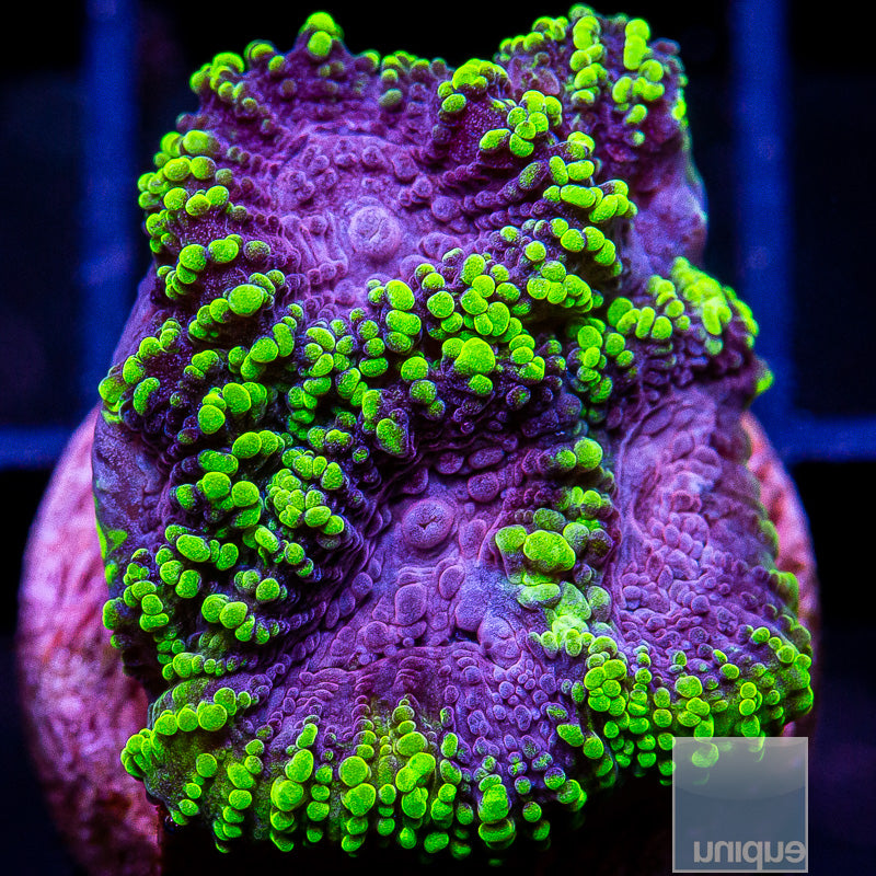 UC Raptor Favia-WYSIWYG