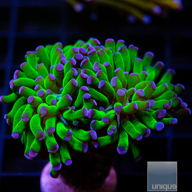 Purple Tip Branching Hammer Double Head-WYSIWYG