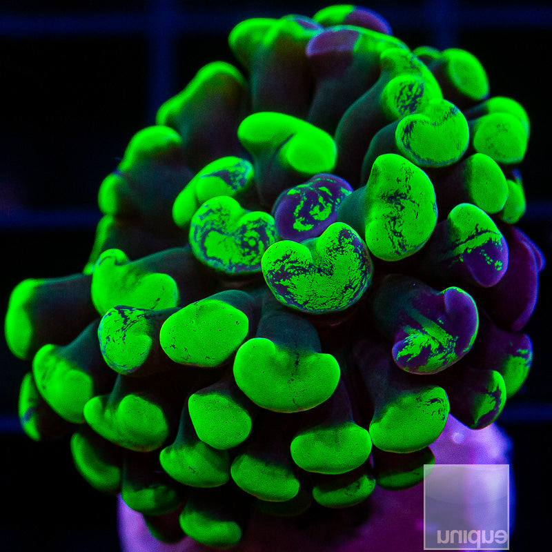 Toxic Splatter Branching Hammer-WYSIWYG