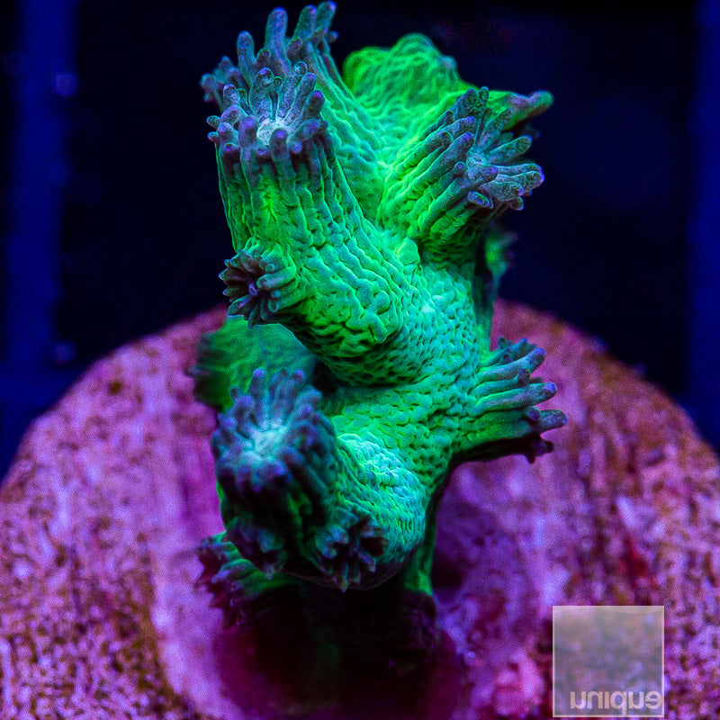 UC Eternal Branching Cyphastrea-WYSIWYG