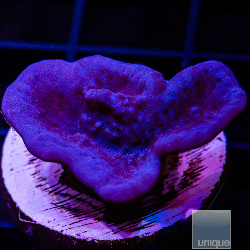 UC Plating Blue Sponge-WYSIWYG