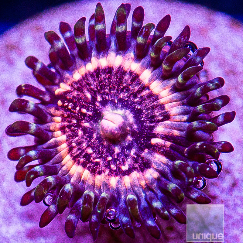 Pink Zipper Zoanthid-WYSIWYG
