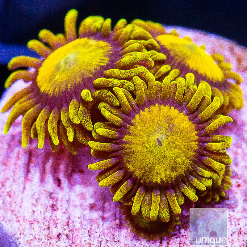 King Midas Zoanthid-WYSIWYG