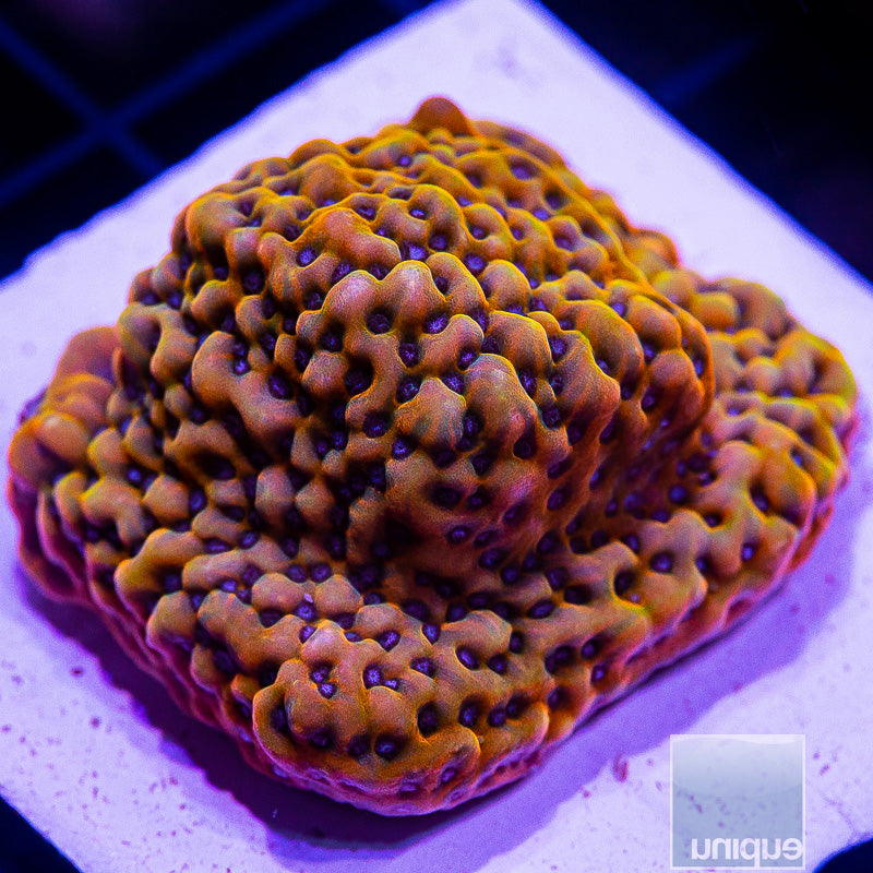 Blue Polyp Montipora-WYSIWYG