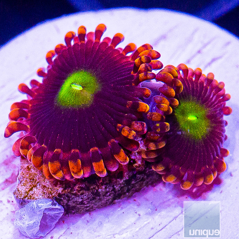 LC Antimatter Zoanthid-WYSIWYG