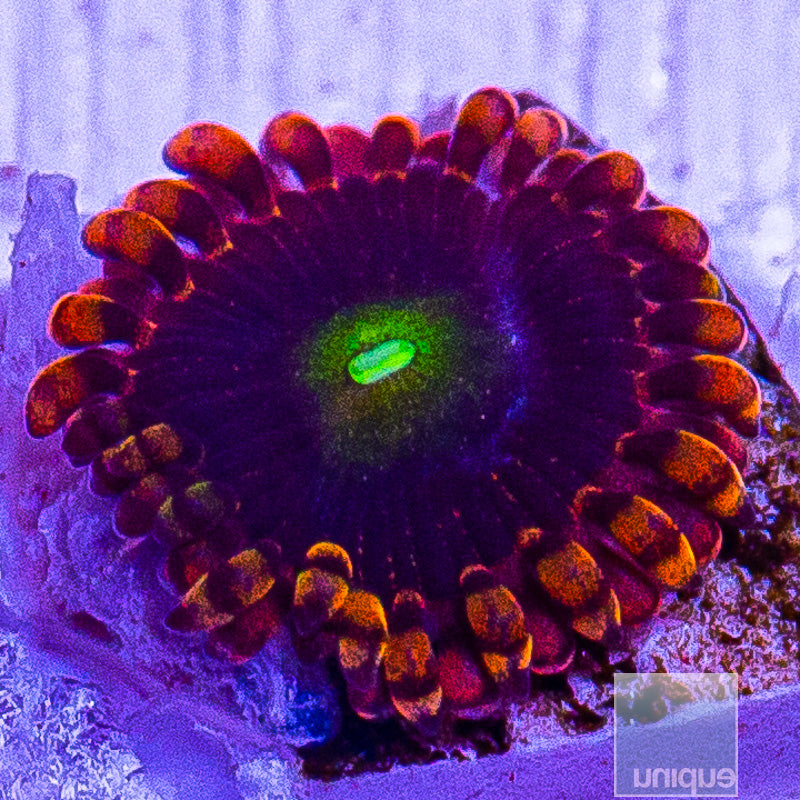 Zoanthid-WYSIWYG