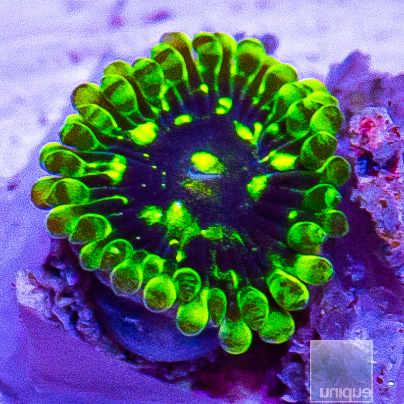 Exosphere Zoanthid-WYSIWYG
