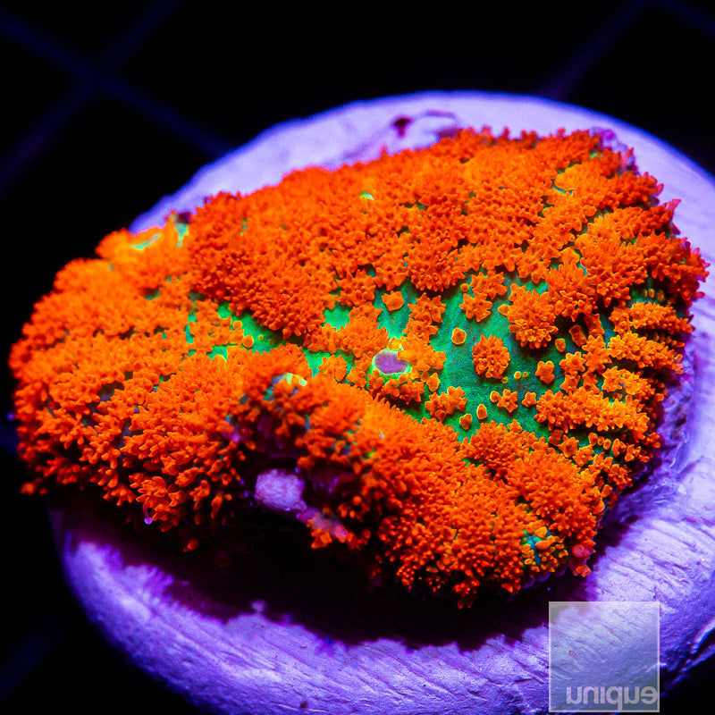 UC Forest Fire Rhodactis Mushroom-WYSIWYG