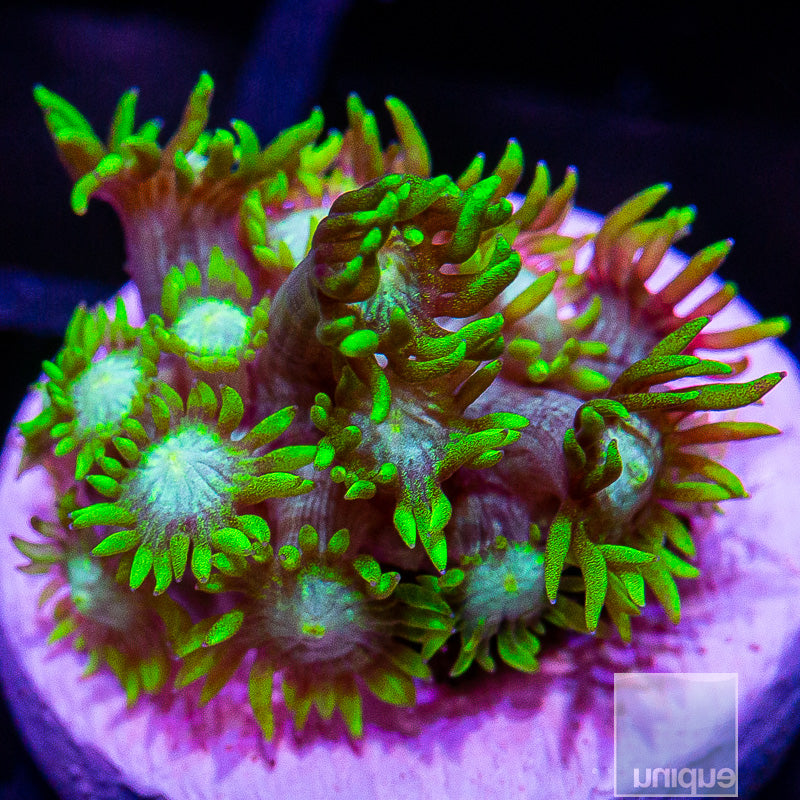 Mean Green Alveopora-WYSIWYG