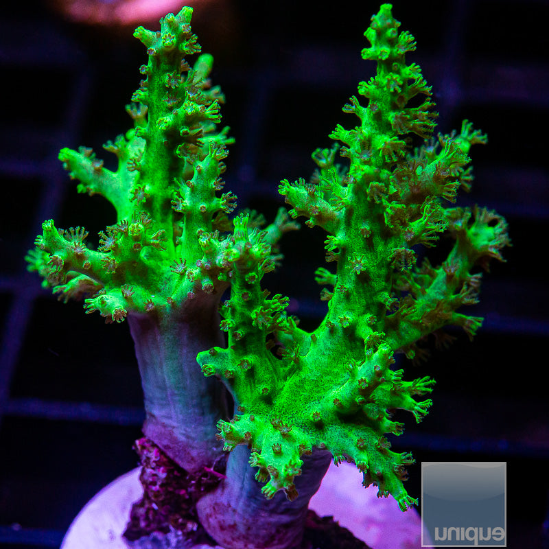Green Sinularia-WYSIWYG