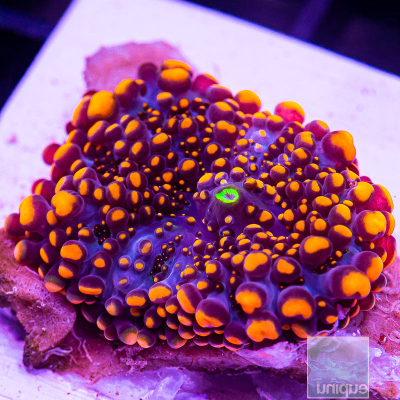 Yuma Mushroom-WYSIWYG