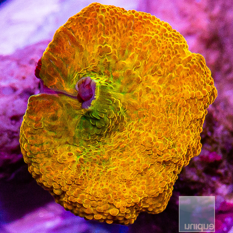 UC Burnt Orange OG Jawbreaker-WYSIWYG