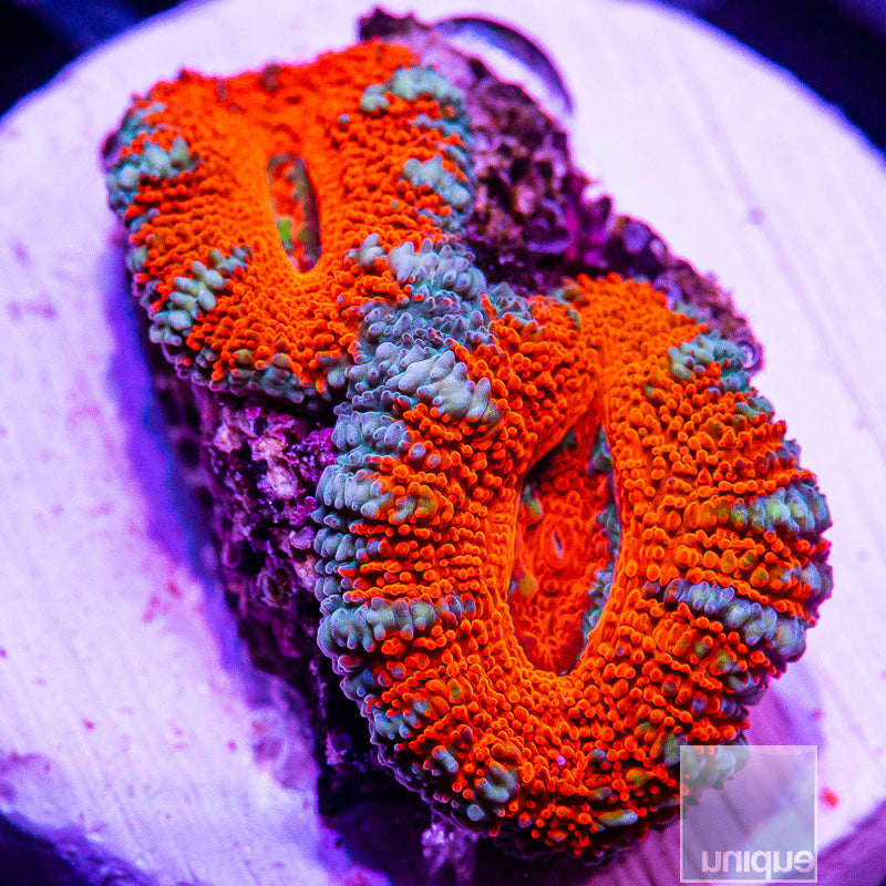 Red Center Acan Lord-WYSIWYG