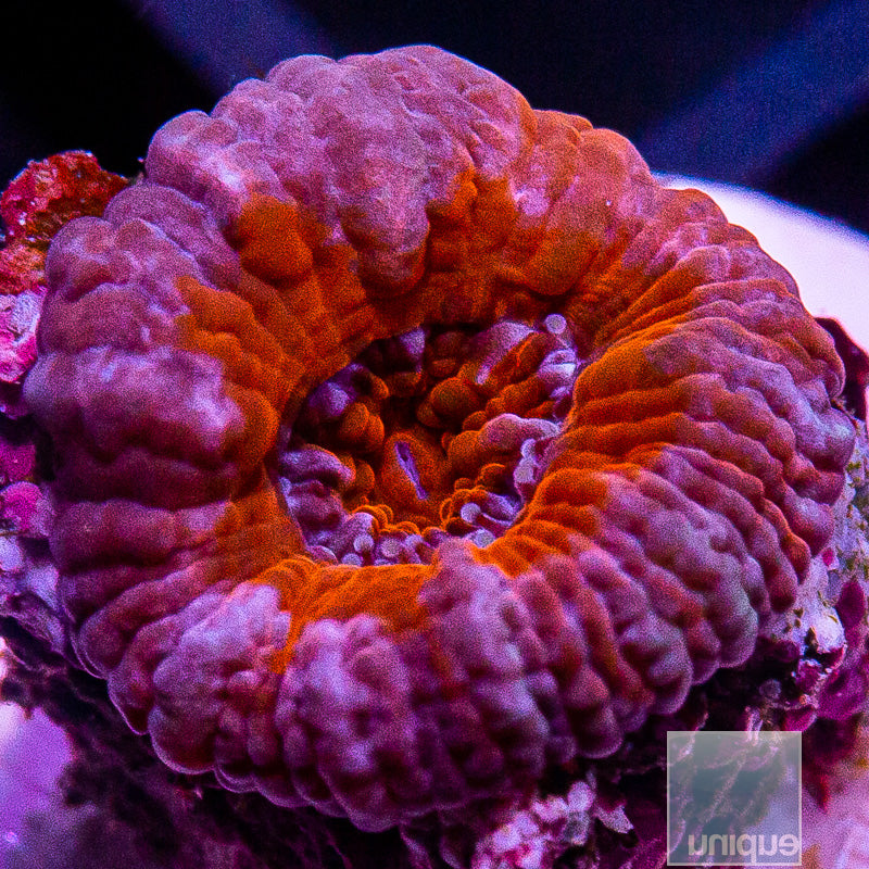 Red Center Acan Lord-WYSIWYG