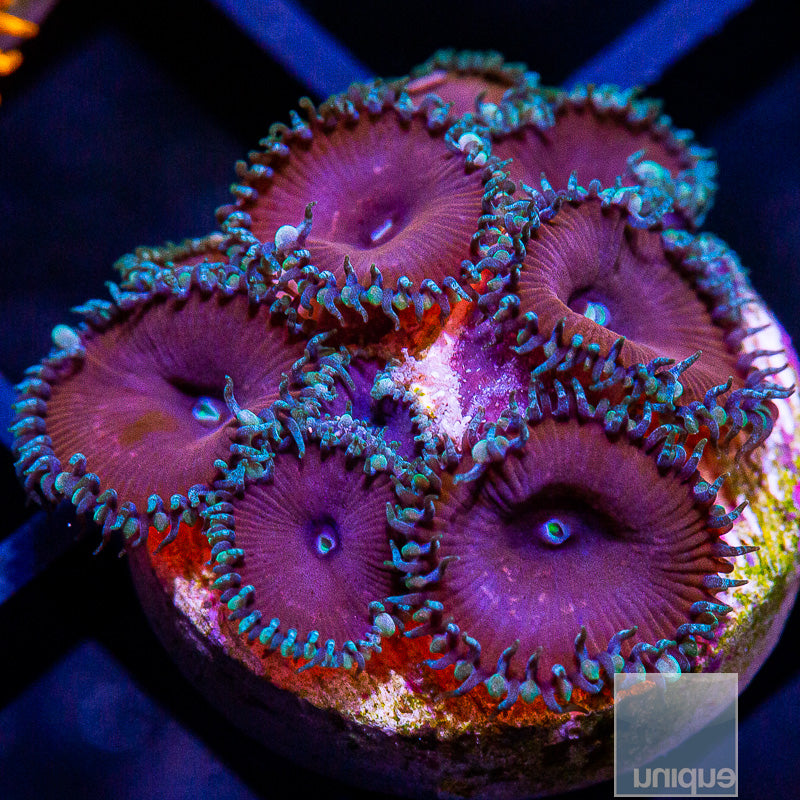 Purple Death Paly-WYSIWYG
