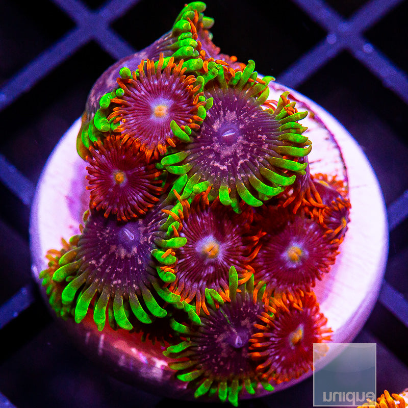 Mixed Zoanthid-WYSIWYG
