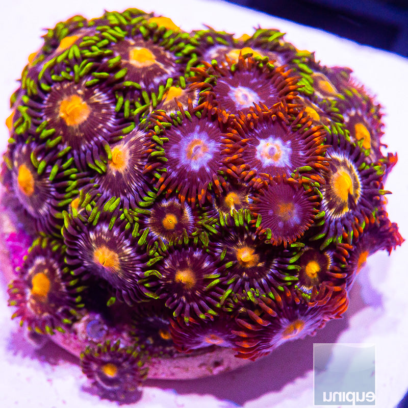 Mixed Zoanthid Frag-WYSIWYG