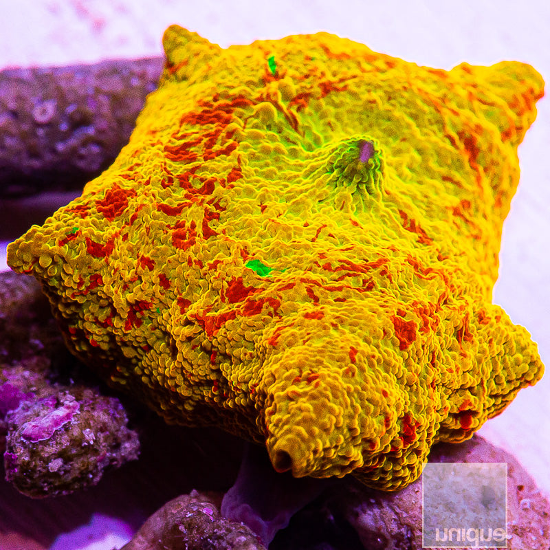UC Burnt Orange OG Jawbreaker-WYSIWYG