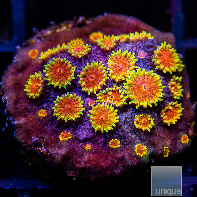 UC Bizzarro Cyphastrea-WYSIWYG