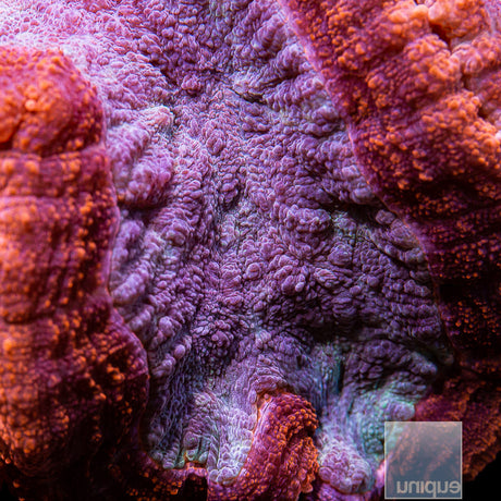 Superman Symphyllia Large-WYSIWYG