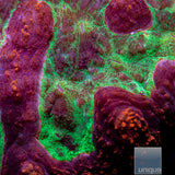 Red Rim Symphyllia Large-WYSIWYG