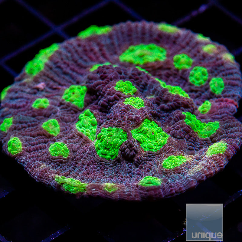 Neon Eye Chalice Large-WYSIWYG