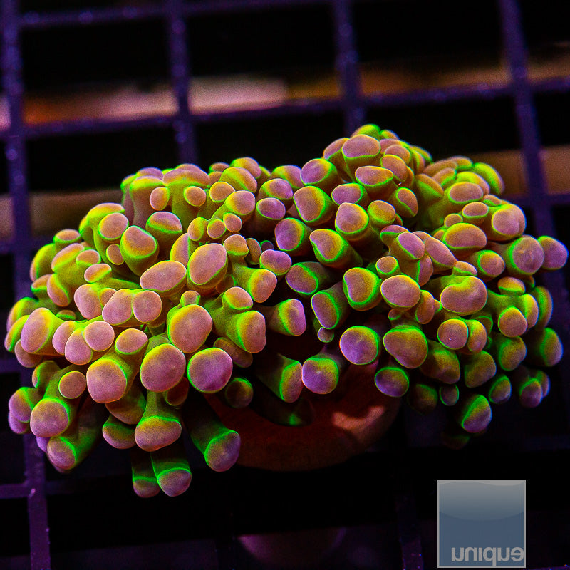 True UC Hologram Branching Hammer Double Head-WYSIWYG
