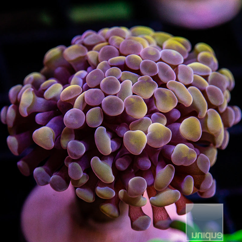 Bi-Color Branching Hammer-WYSIWYG