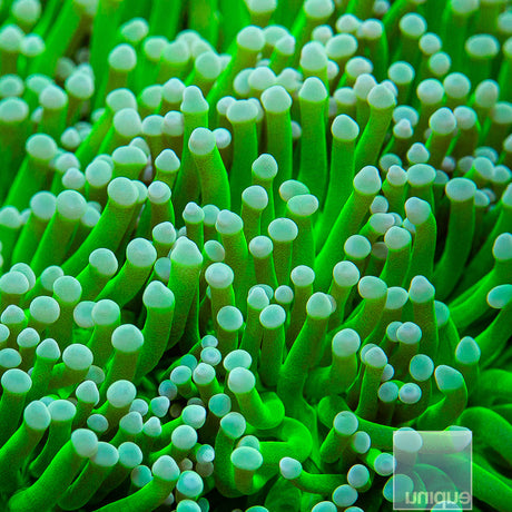 Unique Corals Baja Blast Torch-Single Head Stock