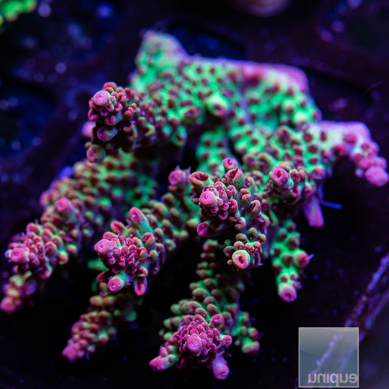 UC Strawberry Shortcake Colony-WYSIWYG