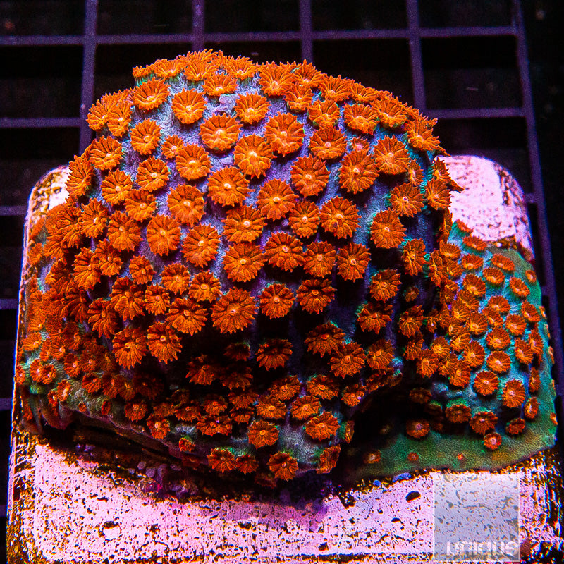 Ultra Meteor Shower Cyphastrea Growout Colony-WYSIWYG