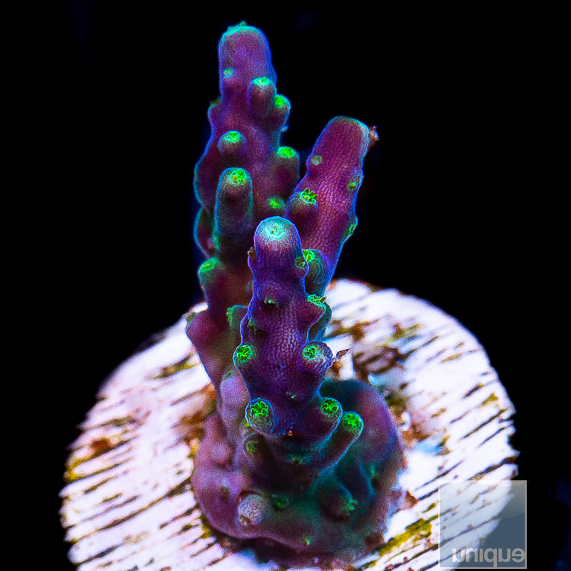 Tri-Color Valida-WYSIWYG