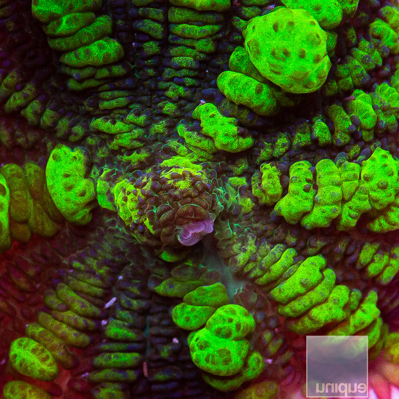 Uranium Bounce Mushroom- Stock