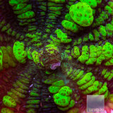 Uranium Bounce Mushroom- Stock