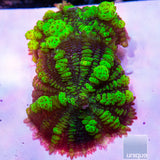 Uranium Bounce Mushroom- Stock